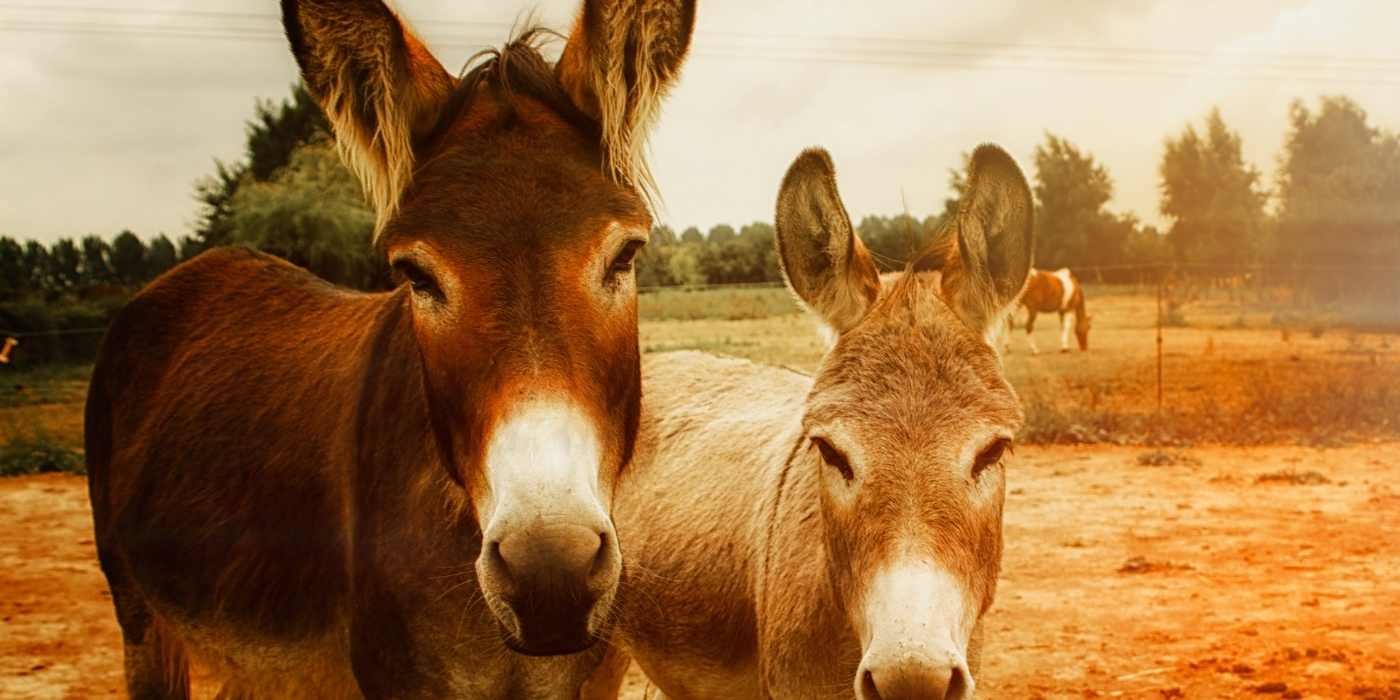 Biodiversità in Italia: animali d'allevamento